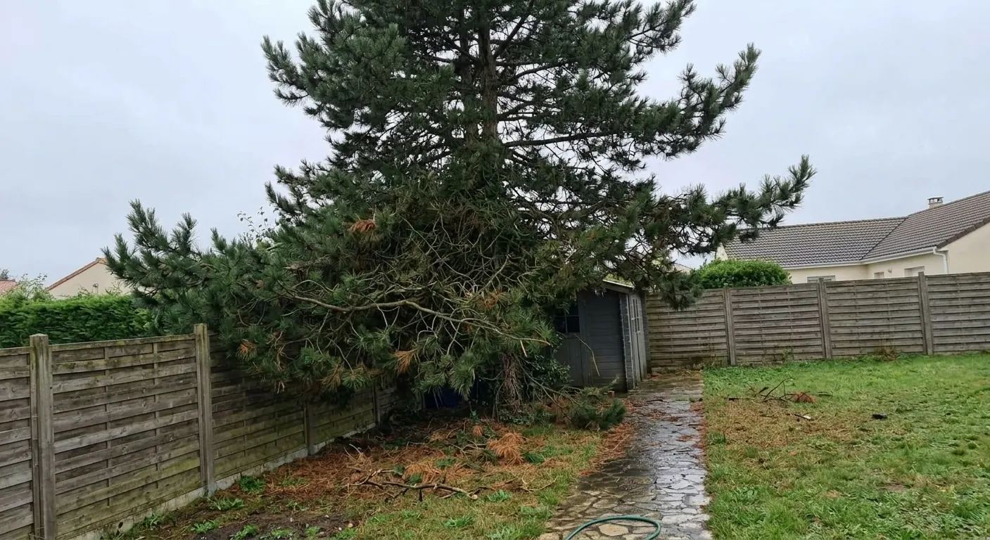 Pin aux branches basses qui envahissent l'abri et la clôture